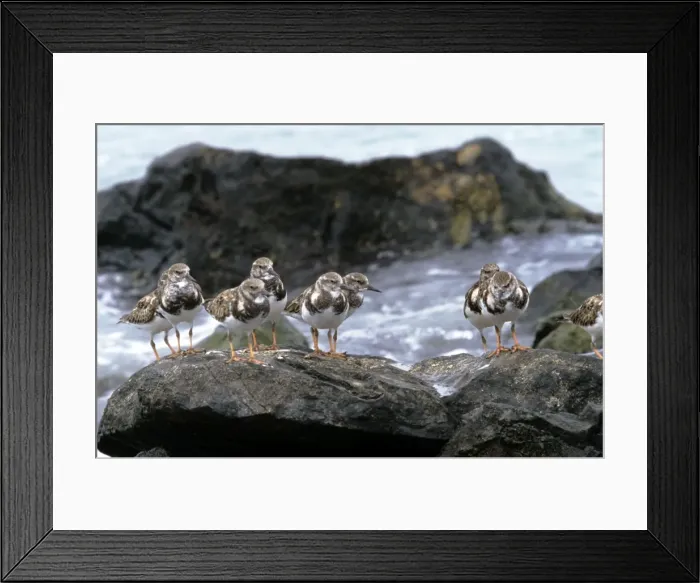 Framed Print : Ruddy Turnstone Framed Print : Ruddy Turnstone