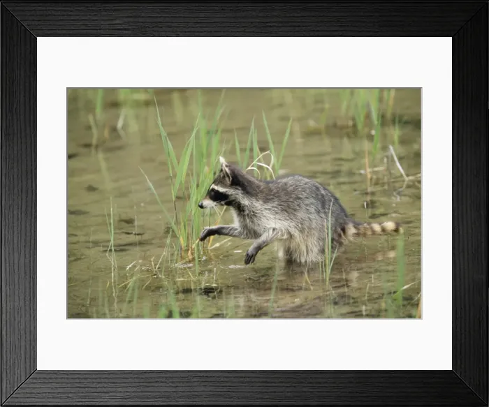 Framed Print : Common Racoon WAT 3719 North America Procyon lotor © M. Watson / ARDEA LONDON Framed Print : Common Racoon WAT 3719 North America Procyon lotor © M. Watson / ARDEA LONDON