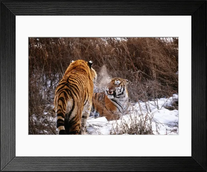 Framed Print : Siberian Tiger WAT 3274 Panthera tigris altaica © M. Watson / ardea. com Framed Print : Siberian Tiger WAT 3274 Panthera tigris altaica © M. Watson / ardea. com