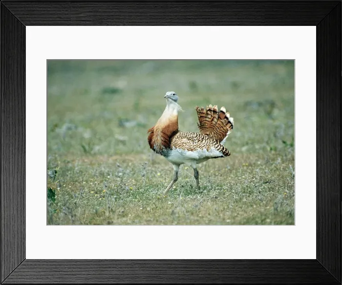 Framed Print : Great Bustard WAT 409 Otis tarda Displaying © M. Watson / ARDEA LONDON Framed Print : Great Bustard WAT 409 Otis tarda Displaying © M. Watson / ARDEA LONDON