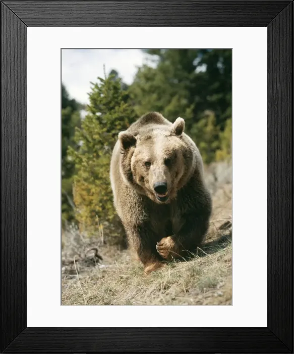 Framed Print : Grizzly Bear WAT 4242 Ursus arctos © M. Watson  /  ardea. com