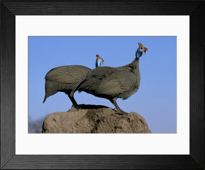 Framed Print : Helmeted Guineafowl Framed Print : Helmeted Guineafowl