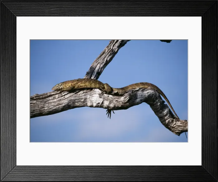 Framed Print : Nile / Water Monitor Lizard WAT 4376 Varanus niloticus © M. Watson / ardea. com Framed Print : Nile / Water Monitor Lizard WAT 4376 Varanus niloticus © M. Watson / ardea. com