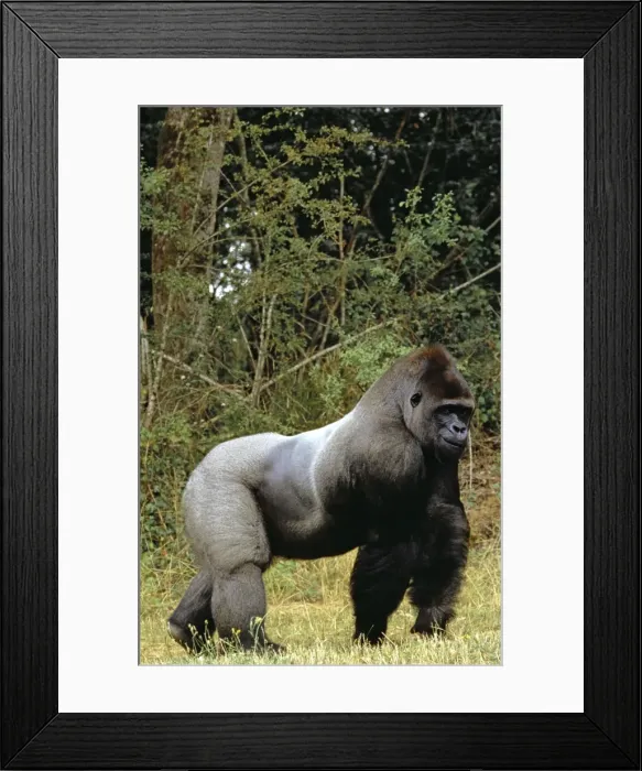 Framed Print : Western Lowland Gorilla WAT 4422 Gorilla g. gorilla © M. Watson / ardea. com Framed Print : Western Lowland Gorilla WAT 4422 Gorilla g. gorilla © M. Watson / ardea. com