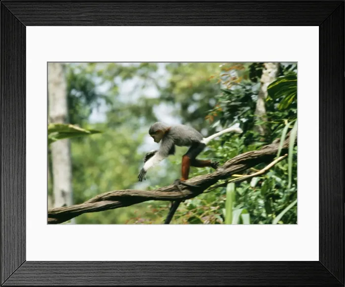 Framed Print : Douc Langur Monkey WAT 4459 Pygathrix nemaeus © M. Watson / ardea. com Framed Print : Douc Langur Monkey WAT 4459 Pygathrix nemaeus © M. Watson / ardea. com