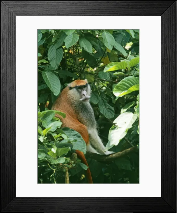 Framed Print : Patas Monkey WAT 4465 Africa Erythrocebus patas © M. Watson / ardea. com Framed Print : Patas Monkey WAT 4465 Africa Erythrocebus patas © M. Watson / ardea. com