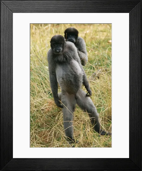 Framed Print : Woolly Monkey WAT 4492 Lagothrix lagothricha © M. Watson  /  ardea. com