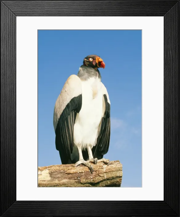 Framed Print : American King Vulture WAT 4523 Sarcoramphus papa © M. Watson / ardea. com Framed Print : American King Vulture WAT 4523 Sarcoramphus papa © M. Watson / ardea. com