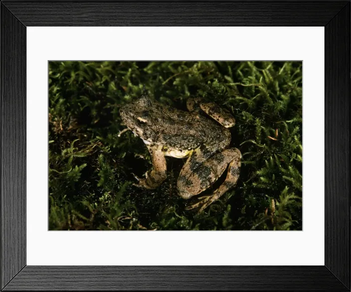 Framed Print : Foothill Yellow-legged Frog Framed Print : Foothill Yellow-legged Frog