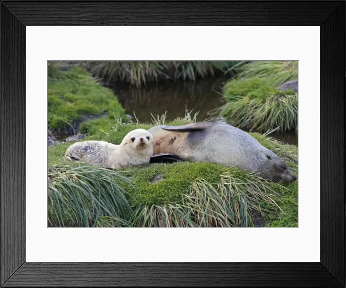 Framed Print : Antarctic Fur Seal - Fortuna bay - South Georgia Framed Print : Antarctic Fur Seal - Fortuna bay - South Georgia