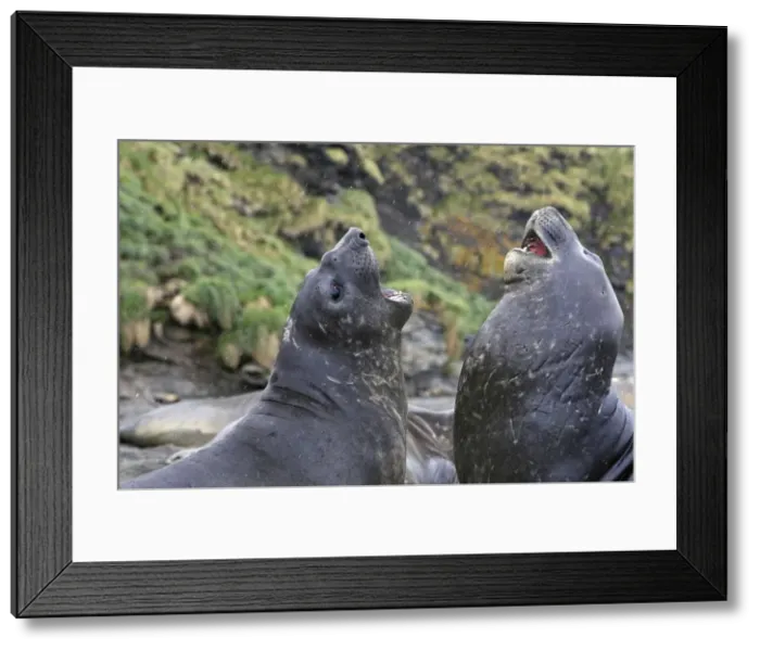 Framed Print : Southern Elephant Seal - combat between two males - Saint Andrew - South Georgia Framed Print : Southern Elephant Seal - combat between two males - Saint Andrew - South Georgia