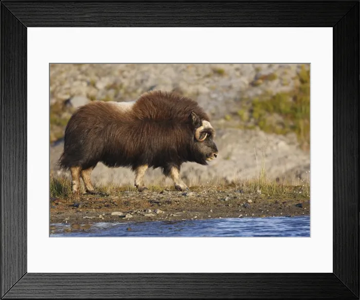 Framed Print : Muskox - Seward Peninsula - Alaska Framed Print : Muskox - Seward Peninsula - Alaska