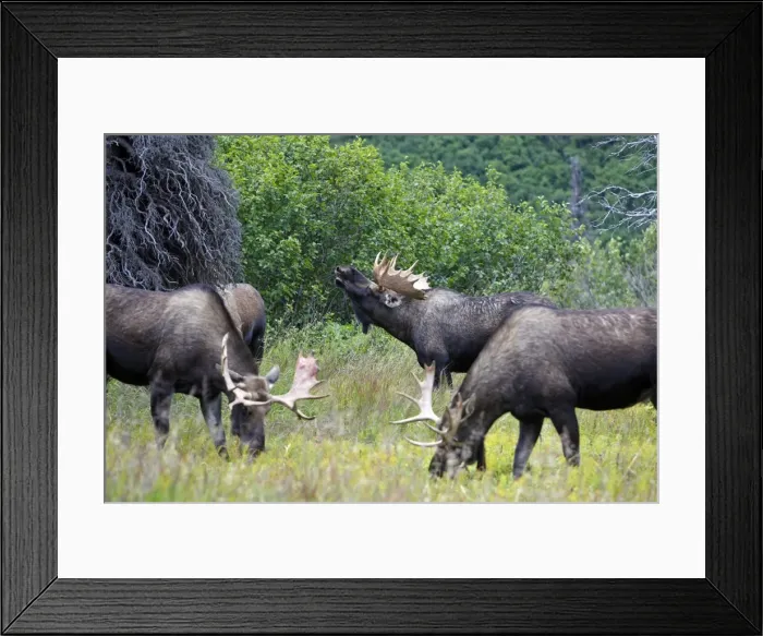 Framed Print : Moose - males - Alaska Framed Print : Moose - males - Alaska