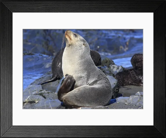 Framed Print : Antarctic Fur Seal - Fortuna bay - South Georgia Framed Print : Antarctic Fur Seal - Fortuna bay - South Georgia