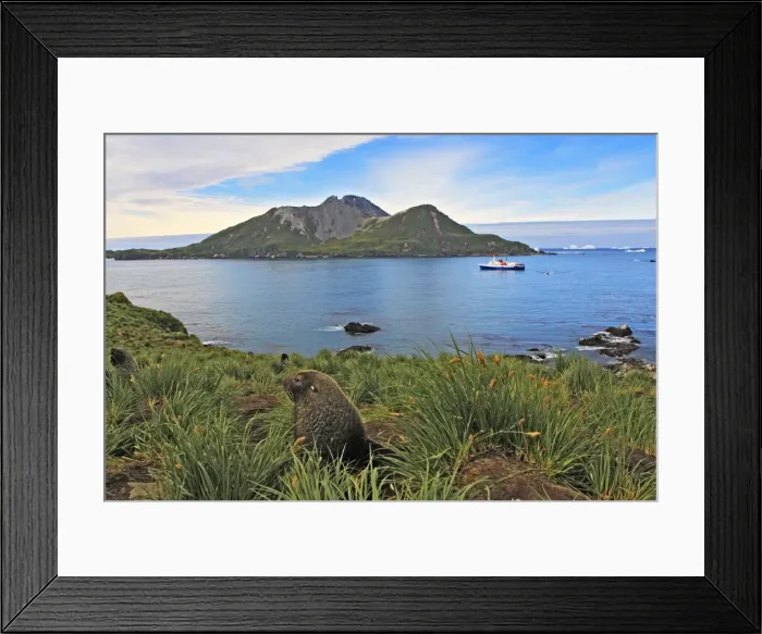Framed Print : Antarctic Fur Seal - Cooper Bay - South GeoRgia Framed Print : Antarctic Fur Seal - Cooper Bay - South GeoRgia