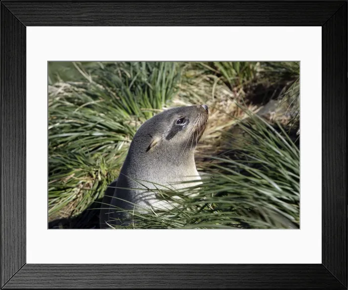 Framed Print : Antarctic Fur Seal - Cooper Bay - South Georgia