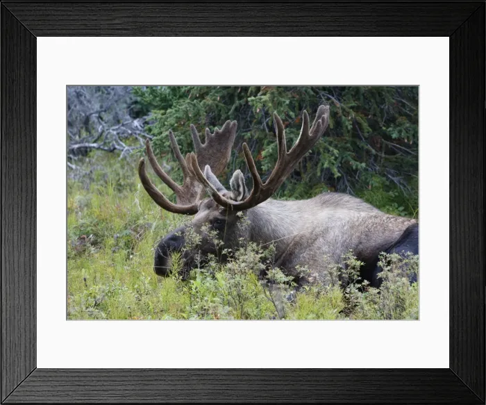 Framed Print : Moose - 5-7 year old male with velvet - Seward Peninsula - Alaska Framed Print : Moose - 5-7 year old male with velvet - Seward Peninsula - Alaska