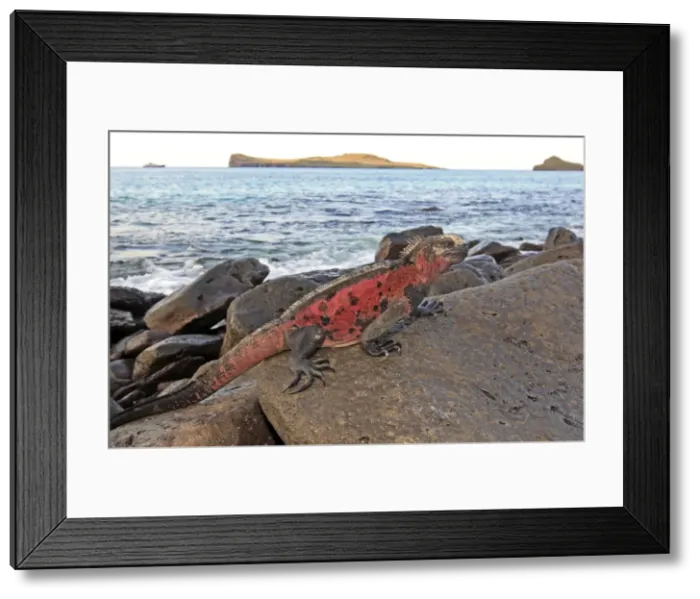 Framed Print : Marine Iguana - on rocks next to sea - Espanola Island - Galapagos Islands Framed Print : Marine Iguana - on rocks next to sea - Espanola Island - Galapagos Islands