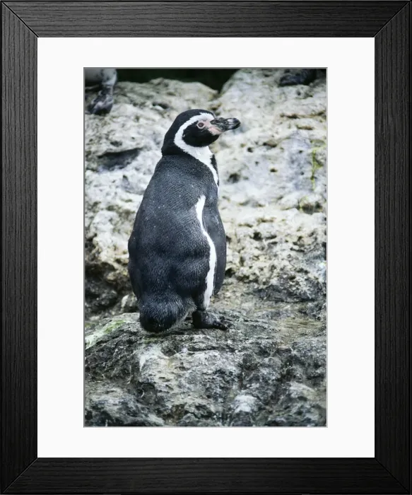 Framed Print : Humboldt Penguin WW 3801 Spheniscus humboldti © Wardene Weisser / ardea. com Framed Print : Humboldt Penguin WW 3801 Spheniscus humboldti © Wardene Weisser / ardea. com