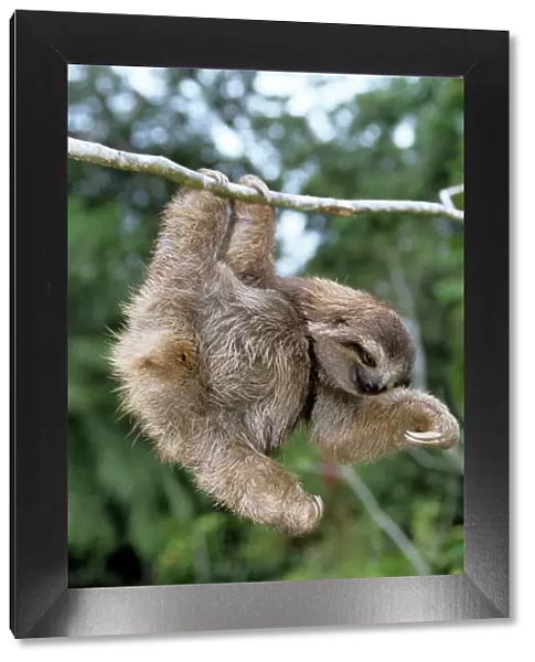 Brown-throated 3-toed Sloth - Costa Rica
