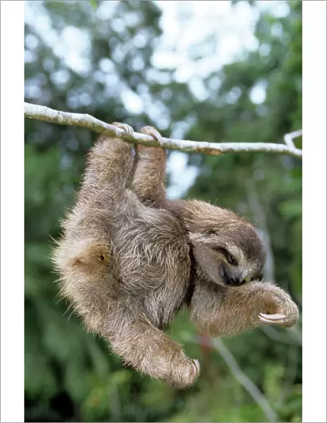 Brown-throated 3-toed Sloth - Costa Rica