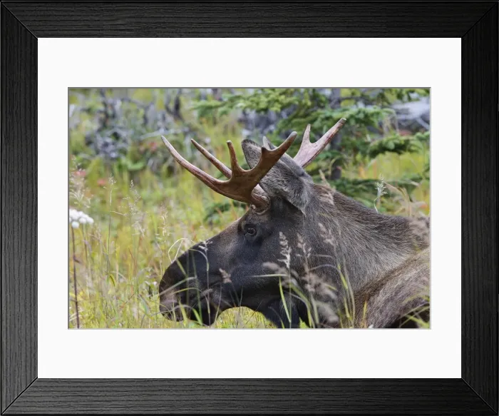 Framed Print : Moose - male about 3 years old - losing his velvet - Alaska Framed Print : Moose - male about 3 years old - losing his velvet - Alaska