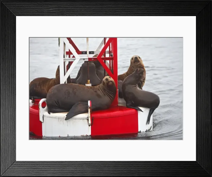 Framed Print : Northern (Steller) Sea Lion - resting on a large buoy Framed Print : Northern (Steller) Sea Lion - resting on a large buoy