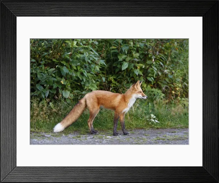 Framed Print : Red Fox - young Framed Print : Red Fox - young