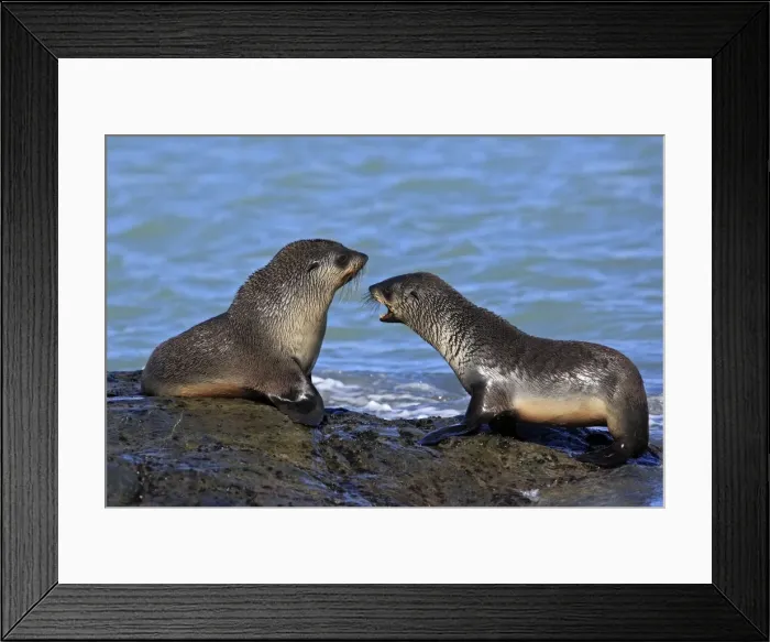 Framed Print : Antarctic Fur Seal - Fortuna bay - South Georgia Framed Print : Antarctic Fur Seal - Fortuna bay - South Georgia