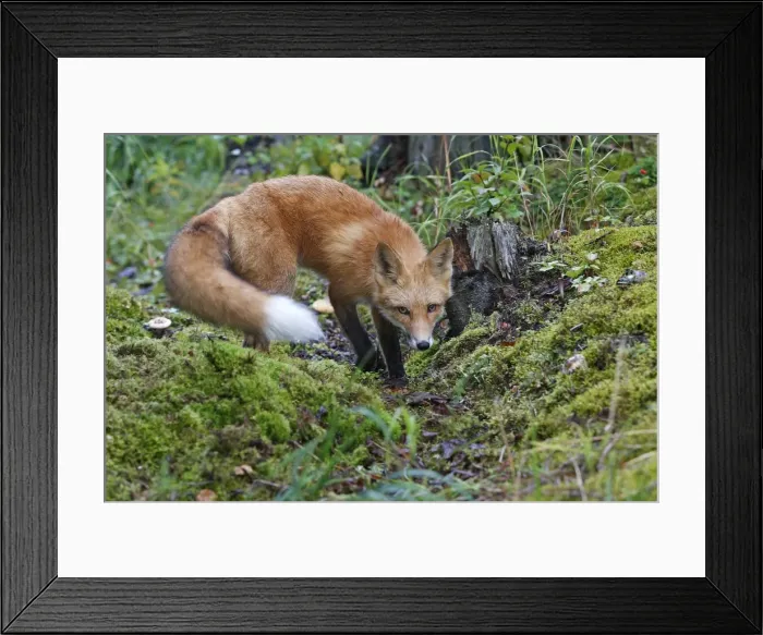 Framed Print : Red Fox - young Framed Print : Red Fox - young