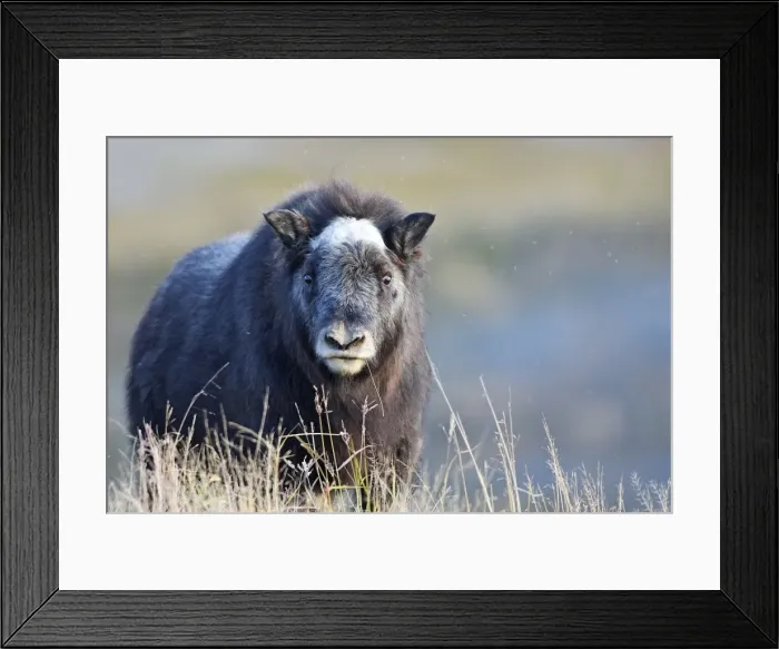 Framed Print : Muskox - young - Nome - Alaska Framed Print : Muskox - young - Nome - Alaska