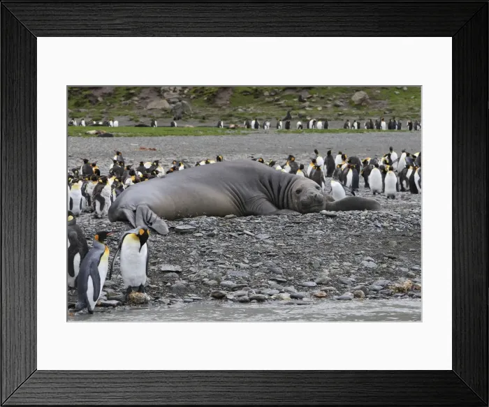 Framed Print : Southern Elephant Seal - showing size comparison with King Penguins (Aptenodytes patagonicus) - Saint Andrew - South Georgia Framed Print : Southern Elephant Seal - showing size comparison with King Penguins (Aptenodytes patagonicus) - Saint Andrew - South Georgia