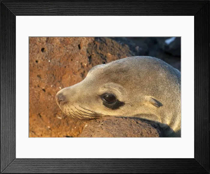 Framed Print : Galapagos Sea Lion - Seymour Island - Galapagos Islands Framed Print : Galapagos Sea Lion - Seymour Island - Galapagos Islands