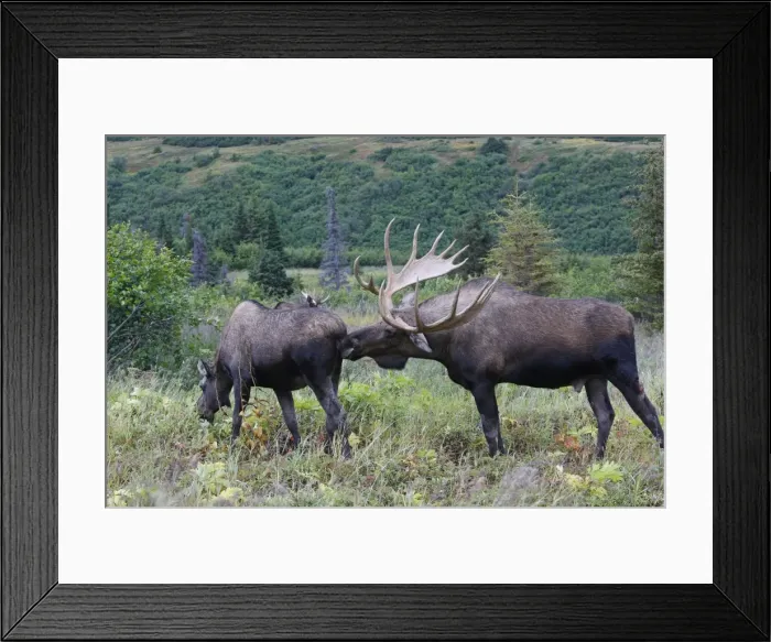 Framed Print : Moose - 5-7 year old male and female - Seward Peninsula - Alaska Framed Print : Moose - 5-7 year old male and female - Seward Peninsula - Alaska