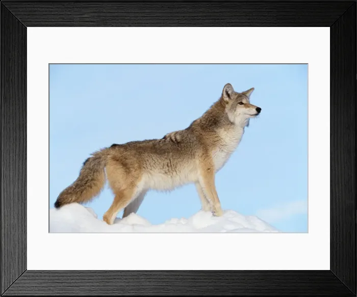 Framed Print : Coyote WAT 6335 Canis latrans © M. Watson / ardea. com Framed Print : Coyote WAT 6335 Canis latrans © M. Watson / ardea. com