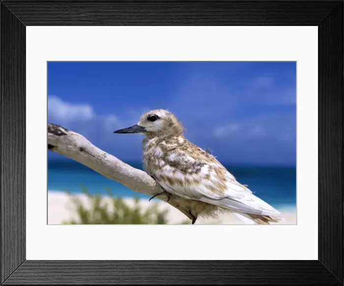 Framed Print : Common White Tern - young Framed Print : Common White Tern - young