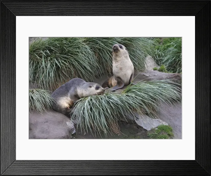 Framed Print : Antarctic Fur Seal - Saint Andrew - South Geotgia