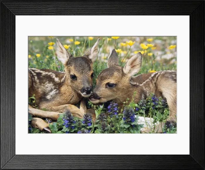 Framed Print : Roe Deer WAT 7071 Capreolus capreolus © M. Watson / ardea. com Framed Print : Roe Deer WAT 7071 Capreolus capreolus © M. Watson / ardea. com