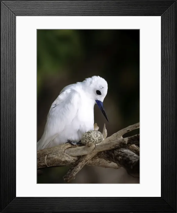 Framed Print : Common White Tern - moving on top of egg for incubation Framed Print : Common White Tern - moving on top of egg for incubation