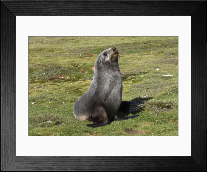 Framed Print : Antarctic Fur Seal - Salisbury plain - South GeoRgia Framed Print : Antarctic Fur Seal - Salisbury plain - South GeoRgia