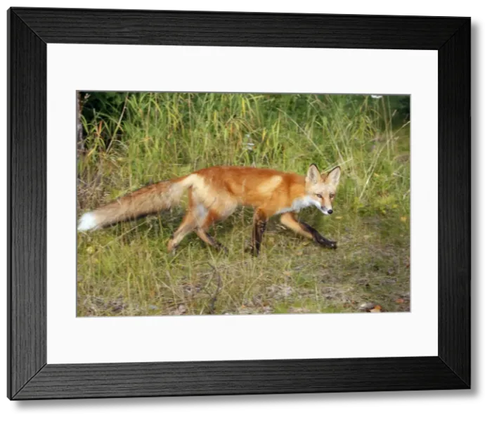 Framed Print : Red Fox - young Framed Print : Red Fox - young