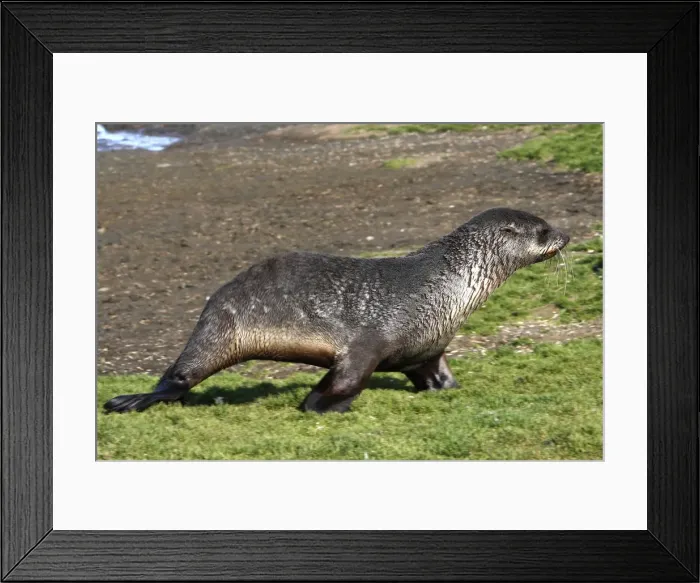 Framed Print : Antarctic Fur Seal - Salisbury plain - South Georgia Framed Print : Antarctic Fur Seal - Salisbury plain - South Georgia