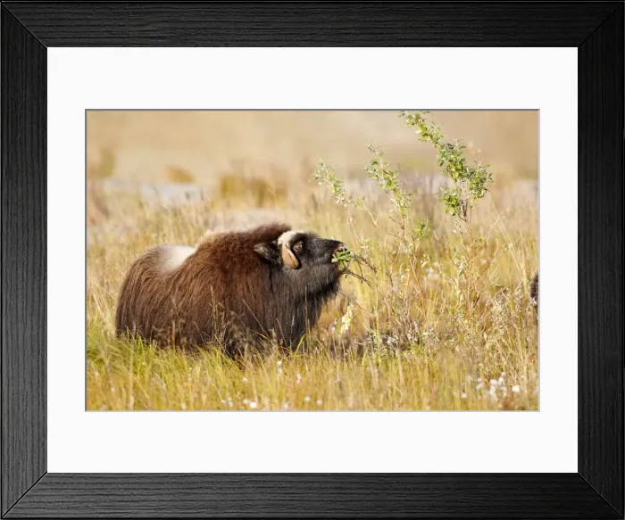 Framed Print : Muskox - Nome - Alaska Framed Print : Muskox - Nome - Alaska
