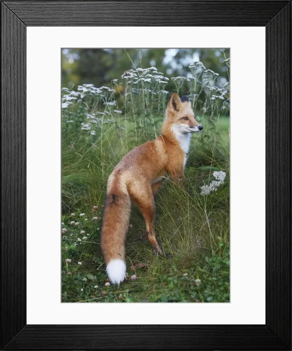 Framed Print : Red Fox - young