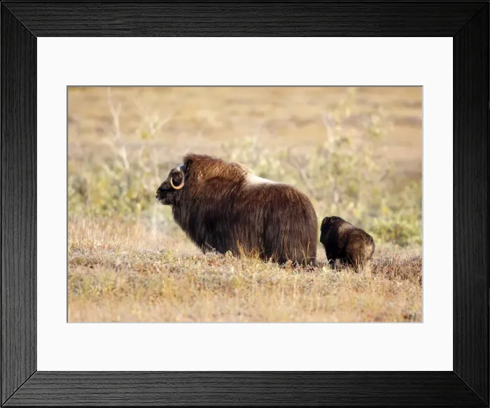 Framed Print : Muskox - mother and young - Seward Peninsula - Alaska Framed Print : Muskox - mother and young - Seward Peninsula - Alaska