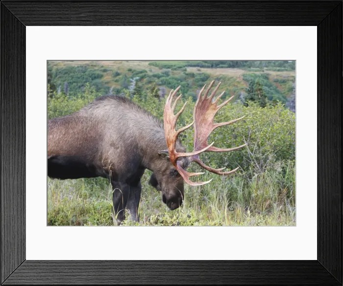 Framed Print : Moose - 5-7 year old male - Alaska Framed Print : Moose - 5-7 year old male - Alaska