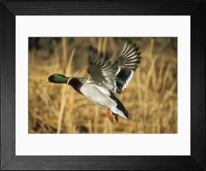 Framed Print : Mallard Duck WAT 7115 In flight Anas platyrhynchos © M. Watson / ardea. com Framed Print : Mallard Duck WAT 7115 In flight Anas platyrhynchos © M. Watson / ardea. com