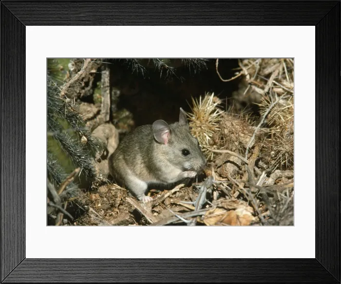 Framed Print : White-throated Wood Rat - at nest Framed Print : White-throated Wood Rat - at nest