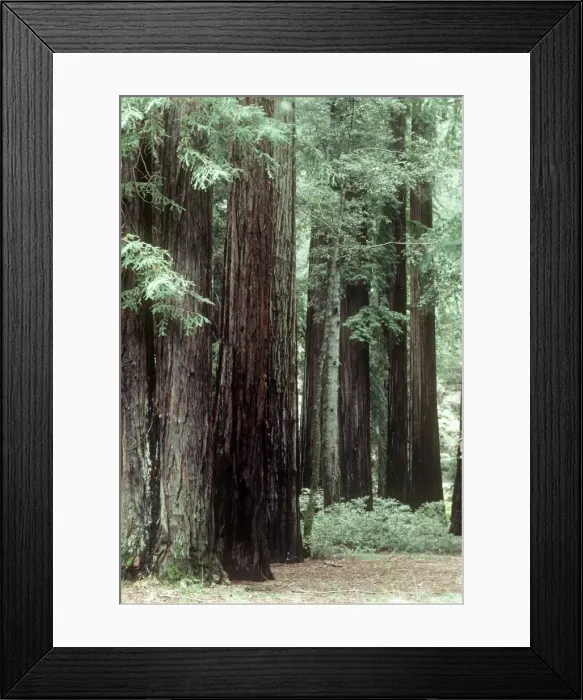 Framed Print : Coast Redwood - forest - Califonia USA Framed Print : Coast Redwood - forest - Califonia USA