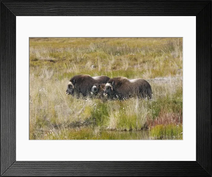 Framed Print : Muskox - Nome - Alaska Framed Print : Muskox - Nome - Alaska